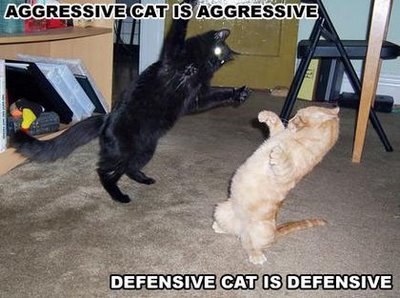 Aggressive Cat is aggressive